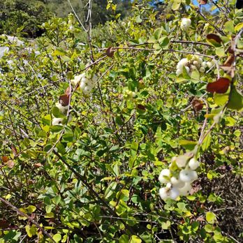 Regional Parks Botanic Garden at Tilden - Coffee beans - Botanical Gardens Near Me - Berkeley, California Regional Parks Botanic Garden at Tilden - Coffee beans - Botanical Gardens Near Me - Berkeley, California