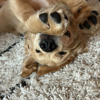 Vail Ranch Goldens - Pet Breeders Near Me Vail Ranch Goldens - Pet Breeders Near Me
