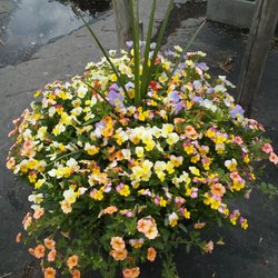 Tammy's Flower Garden - 2018