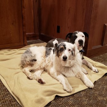 The Lodge at Cloudcroft - The dogs loved the blankets the staff gave them - Hotels Near Me - Cloudcroft, New Mexico The Lodge at Cloudcroft - The dogs loved the blankets the staff gave them - Hotels Near Me - Cloudcroft, New Mexico