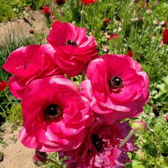 The Flower Fields - Beauty - Venues & Event Spaces Near Me - Carlsbad, California