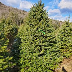 Nichols Trees - Balsam fir