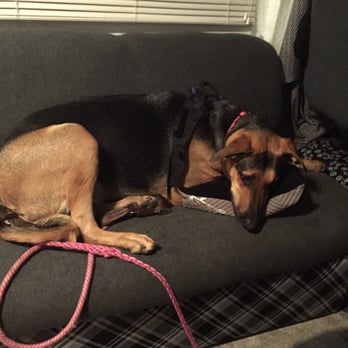 Four Paws Inn - Seriously! She went and got herself a pillow!! - Pet Sitting Near Me - Banning, California