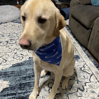 Mobile Daly Dog Salon - Pet Groomers Near Me Mobile Daly Dog Salon - Pet Groomers Near Me