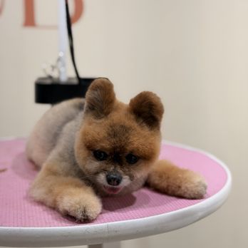 The Furry Club - Pet Groomers Near Me - Brooklyn, New York The Furry Club - Pet Groomers Near Me - Brooklyn, New York