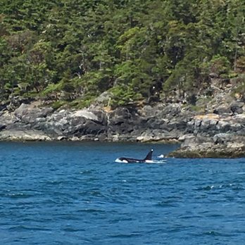 Eagle Wing Tours - Killer Whales during tour. - Boat Charters Near Me - Victoria, British Columbia Eagle Wing Tours - Killer Whales during tour. - Boat Charters Near Me - Victoria, British Columbia