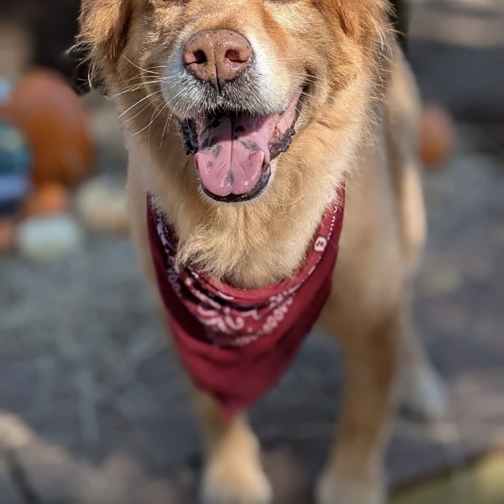 Barks & Recreation Pet Suites - My  dog - Pet Sitting Near Me - Spring, Texas