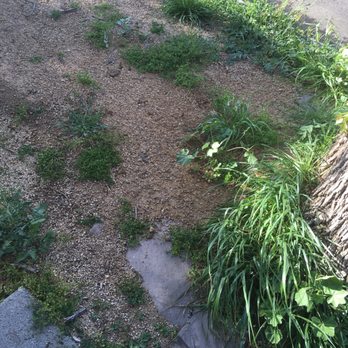 Go Green Gardeners - More weeds oh look the DG disappeared - she's proud of her work! - Landscaping Near Me - Los Angeles, California Go Green Gardeners - More weeds oh look the DG disappeared - she's proud of her work! - Landscaping Near Me - Los Angeles, California