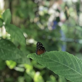 Six Flags Discovery Kingdom - From the butterfly conservatory - Amusement Parks Near Me - Vallejo, California
