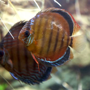 Shedd Aquarium - Discus - Aquariums Near Me - Chicago, Illinois Shedd Aquarium - Discus - Aquariums Near Me - Chicago, Illinois