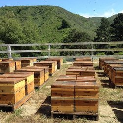Beekeeper Mike - Healthy local CA bees, making wonderful honey and pollen. We do love what we do.