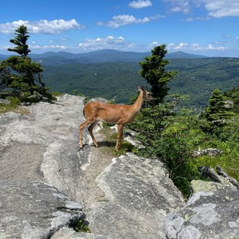 Mile High Swinging Bridge - A do and her fawn were atop the mountain - Landmarks & Historical Buildings Near Me Mile High Swinging Bridge - A do and her fawn were atop the mountain - Landmarks & Historical Buildings Near Me