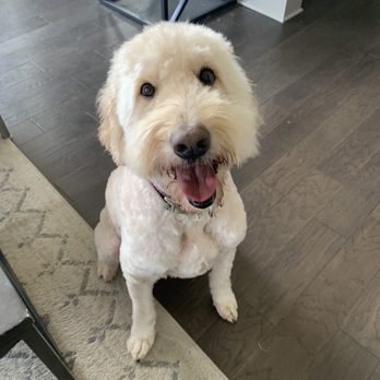 Dallas Pet Den - After last grooming - Pet Sitting Near Me - Dallas, Texas Dallas Pet Den - After last grooming - Pet Sitting Near Me - Dallas, Texas