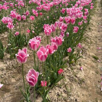 JP Niagara Tulip Experience - Farms Near Me - North Pelham, Ontario JP Niagara Tulip Experience - Farms Near Me - North Pelham, Ontario