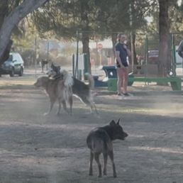 Small dogs not safe. Small dogs not safe.