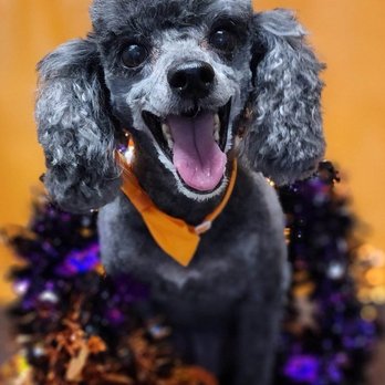 Classic & Classy Dog Spa - Pet Groomers Near Me - Seattle, Washington Classic & Classy Dog Spa - Pet Groomers Near Me - Seattle, Washington