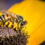 Photo of State Street Honey