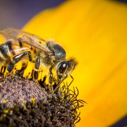 State Street Honey - Delicious pollen from a black-eyed susan