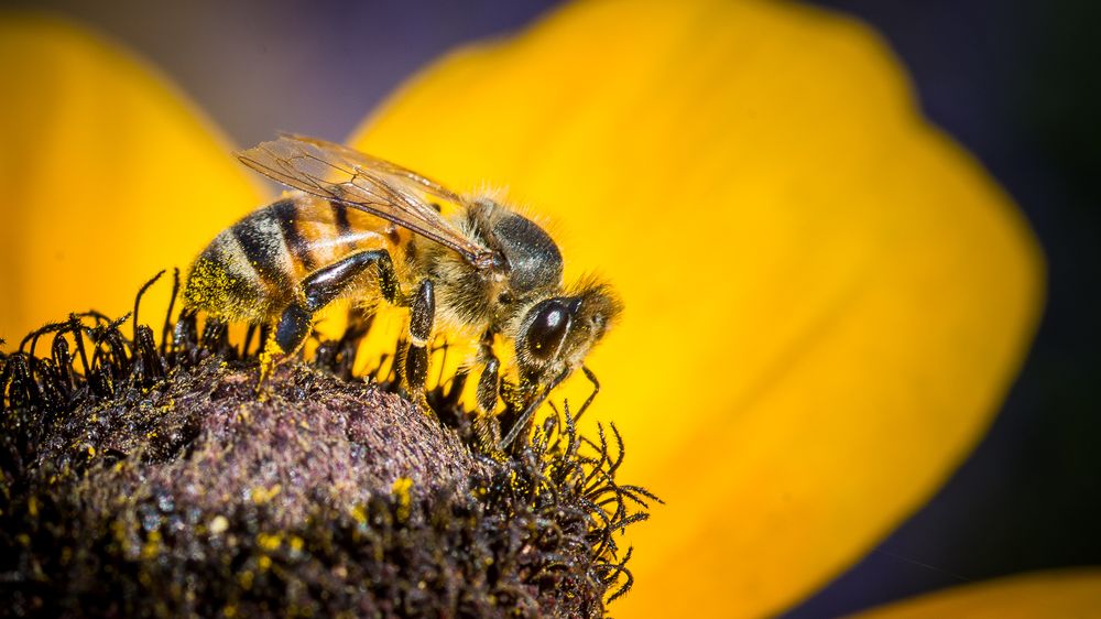 State Street Honey - beekeeping in Redwood City, CA
