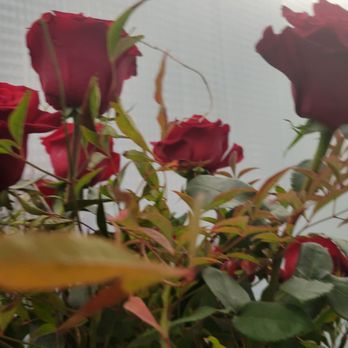 Halsted Flowers - Florists Near Me - Chicago, Illinois