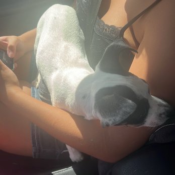 Polk County Animal Control - Shila the puppy - Animal Shelters Near Me