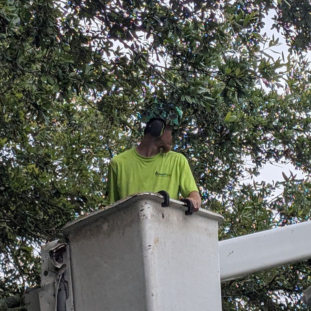 ArborCare Tree Management - In the bucket - Tree Services Near Me - Holly Ridge, North Carolina
