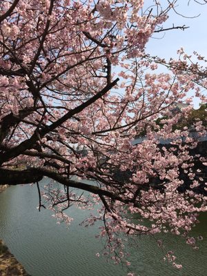 Kishiwada Castle by null