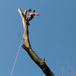JT Outdoor Services & Home Improvement - Taking one down.