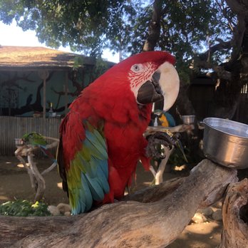 Free Flight - Macaw - Animal Shelters Near Me - Del Mar, California Free Flight - Macaw - Animal Shelters Near Me - Del Mar, California