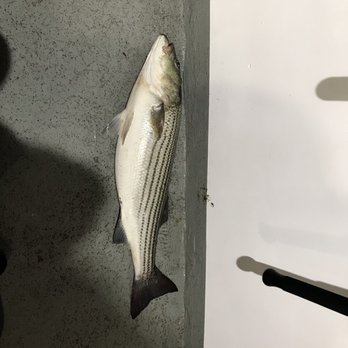 Sea Queen VII - Striper keeper :) - Fishing Near Me - Brooklyn, New York