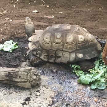 Minnesota Zoo - Turtle - Zoos Near Me - Apple Valley, Minnesota Minnesota Zoo - Turtle - Zoos Near Me - Apple Valley, Minnesota