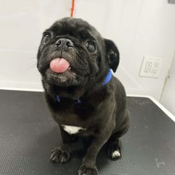 In Love With Paws Mobile Grooming