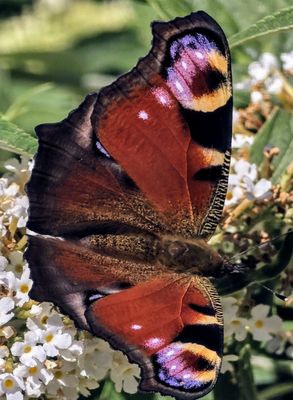 Highclere Castle by null