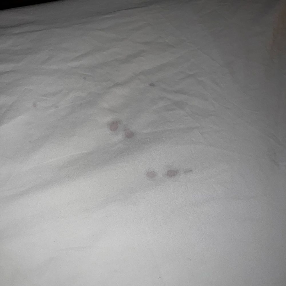 Carmel Mission Inn - Bedsheet stains - night 1 - Hotels Near Me - Carmel, California Carmel Mission Inn - Bedsheet stains - night 1 - Hotels Near Me - Carmel, California