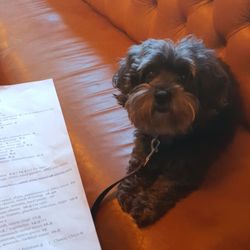 Pig & Whistle - Lovely dog friendly pub