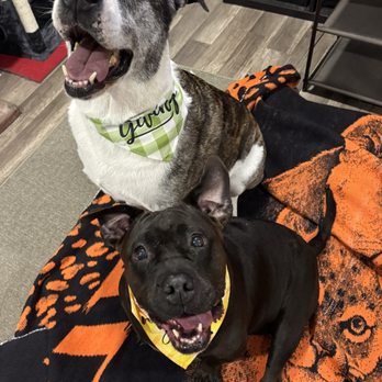 VIP Dog Grooming - Dogs, freshly groomed - Pet Groomers Near Me - Stanton, California