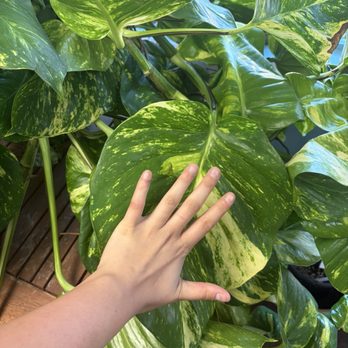 Fresh Indoor Plants - Indoor Landscaping Near Me - Ontario, California Fresh Indoor Plants - Indoor Landscaping Near Me - Ontario, California
