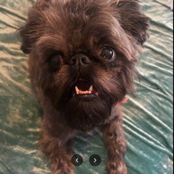 Dog City - Vader after groom. She did need some mats cut off her face, which I gave permission for. - Pet Boarding Near Me - Dallas, Texas Dog City - Vader after groom. She did need some mats cut off her face, which I gave permission for. - Pet Boarding Near Me - Dallas, Texas