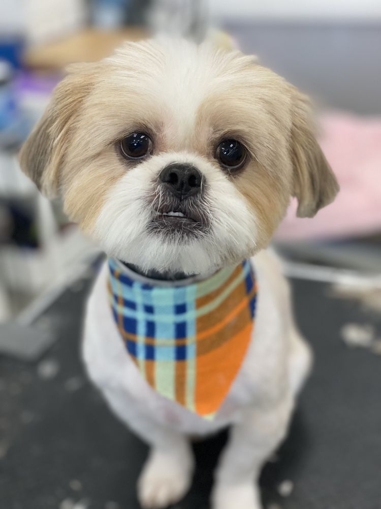 PUPPY PAMPERING PET SPA Updated July 2024 3196 Photos & 75 Reviews