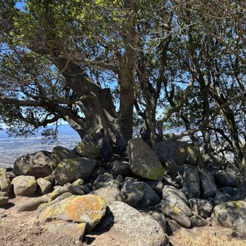 Ed R. Levin County Park - Beautiful bay laurel growing out of the rocks - Dog Parks Near Me - Milpitas, California Ed R. Levin County Park - Beautiful bay laurel growing out of the rocks - Dog Parks Near Me - Milpitas, California