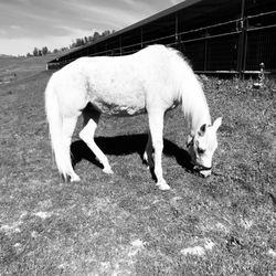 Makayla Milliken Horse Training - Grazing Sunday