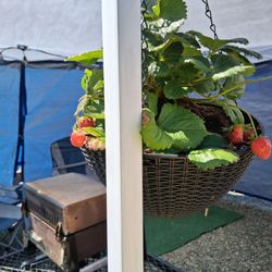 Auburn RV Resort - Strawberry plaint, enjoy the summer days.
