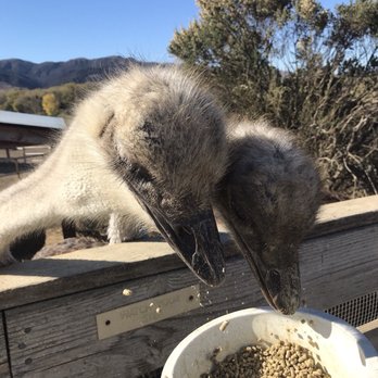Ostrichland USA - Give me that food - Attraction Farms Near Me - Solvang, California Ostrichland USA - Give me that food - Attraction Farms Near Me - Solvang, California
