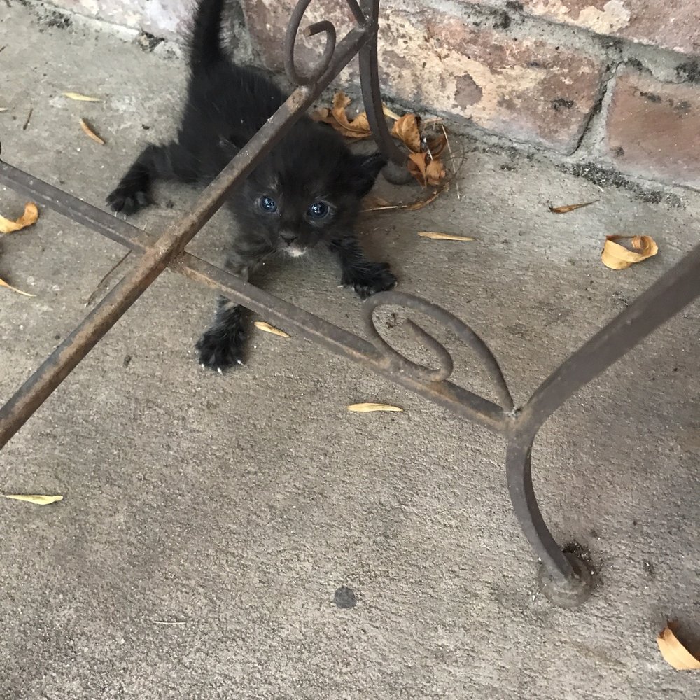 Houston Pet Set - Rascal on the day I found her - Community Service/Non-Profit Near Me - Houston, Texas