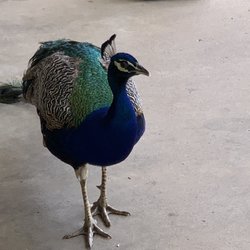 Radha Madhav Dham - You can feed the peacocks