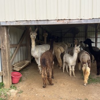 Breezy Hill Farm - Attraction Farms Near Me - Woodbine, Maryland