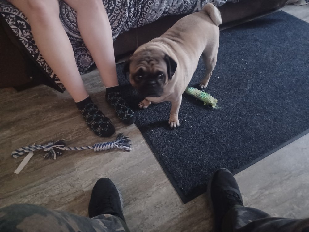 BARK’S 5TH AVENUE Updated September 2024 14 Photos & 24 Reviews