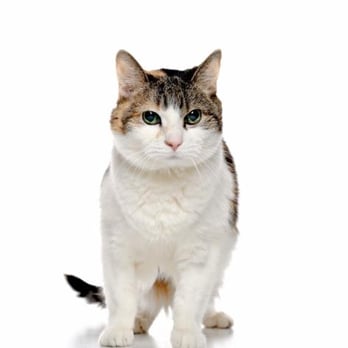 Atlantic Cat Hospital - Veterinarians Near Me - Halifax, Nova Scotia Atlantic Cat Hospital - Veterinarians Near Me - Halifax, Nova Scotia