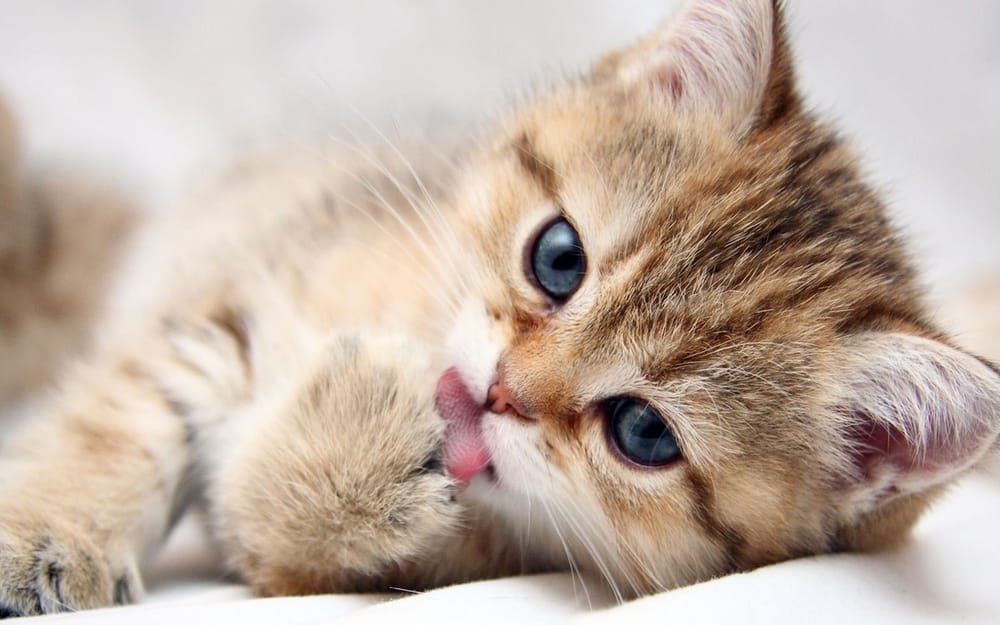 Angel's Diamond Pet Sitting / Cleaning Service - pet boarding facility in Saint Louis, MO