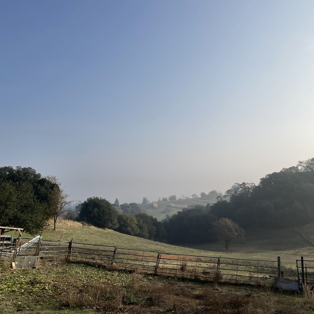 Ecology Tree Care - After view - Tree Services Near Me Ecology Tree Care - After view - Tree Services Near Me